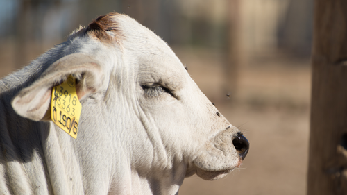 Fly Control in Cattle Herds