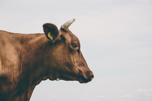 3 Tips for Preparing Your Cows for Winter