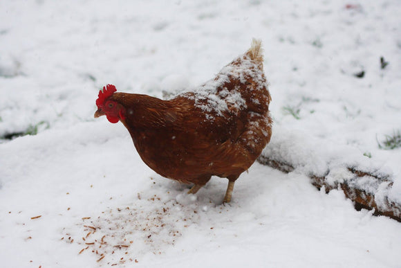 Winter Poultry Care Tips