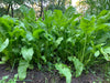 Domain Outdoor Beet Down Food Plot Mix