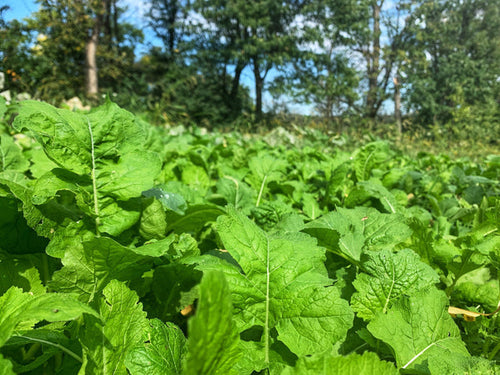 Domain Outdoor Bombshell Food Plot Mix