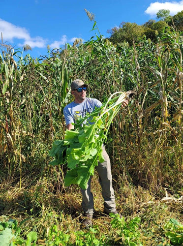 Domain Outdoor Bombshell Food Plot Mix