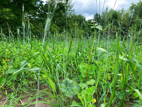 Domain Outdoor Overhaul Food Plot Mix