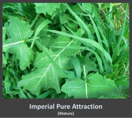 Whitetail Institute Imperial Pure Attraction